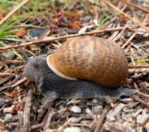 Cornu aspersum