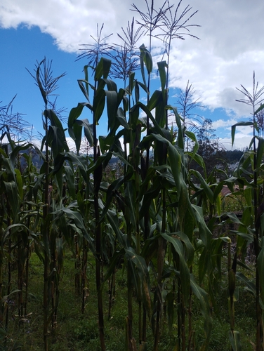 Maize