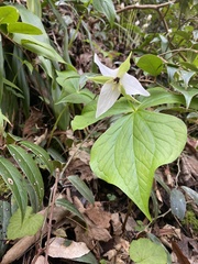 Trillium