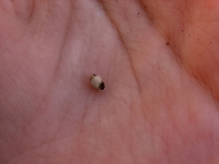 Cochlicopa lubrica