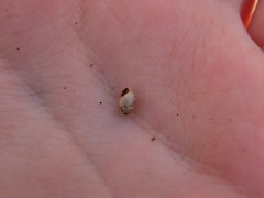 Cochlicopa lubrica