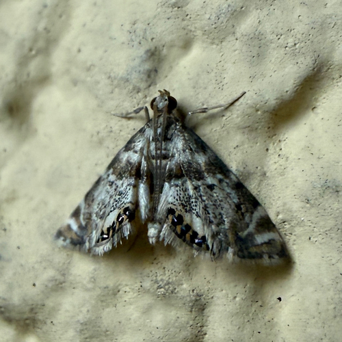 Feather-Edged Petrophila