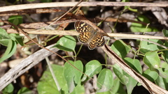 Phystis simois variegata