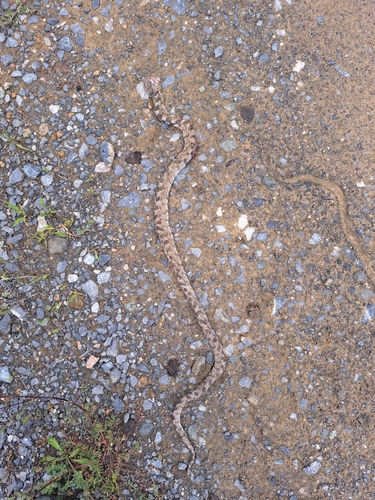 Cat Snake