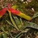 Cape Cowslip - Photo (c) Brian du Preez, some rights reserved (CC BY-SA), uploaded by Brian du Preez