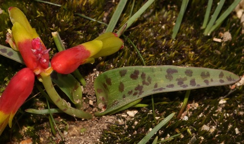 Lachenalia aloides