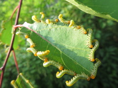Pristiphora apricoti