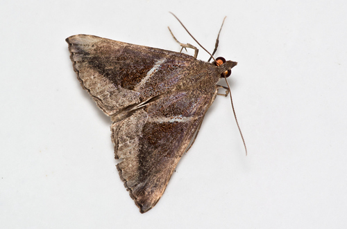 Hypena triangularis