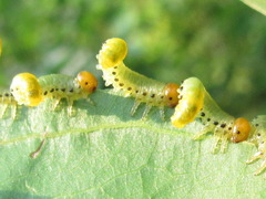 Pristiphora apricoti