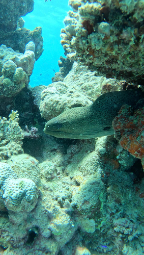 Gymnothorax javanicus