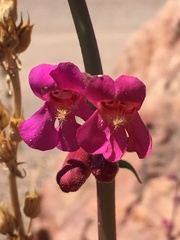 Penstemon bicolor roseus