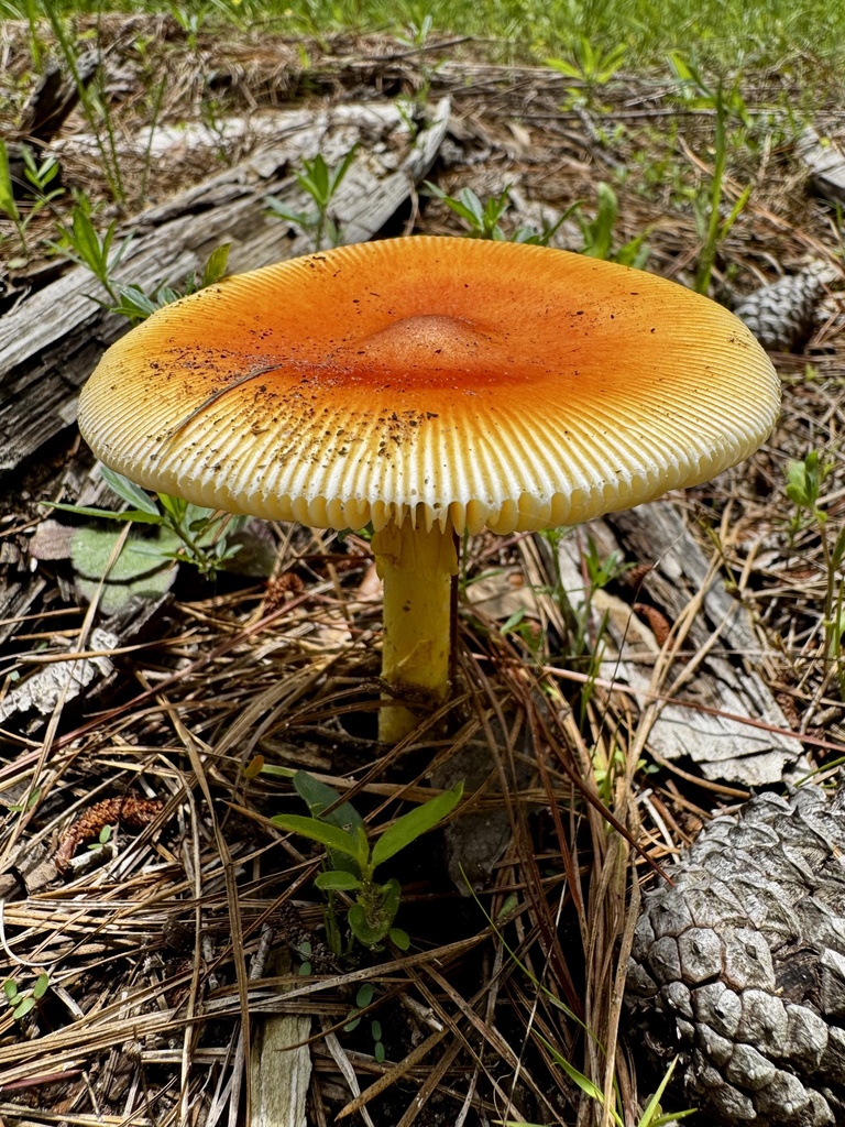 Jackson's slender Caesar · May 2026 · photo: Photo: (c) Laura Clark, some rights reserved (CC BY) · iNaturalist