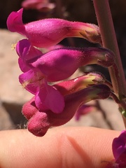 Penstemon bicolor roseus