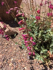 Penstemon bicolor roseus