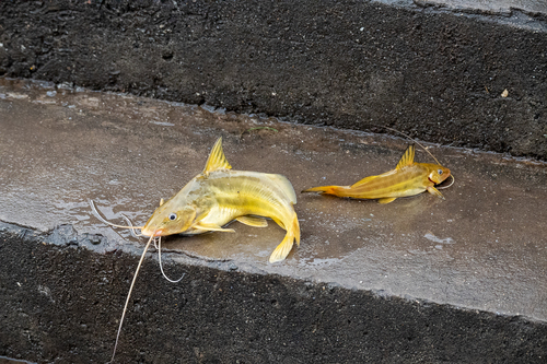 Pimelodus maculatus