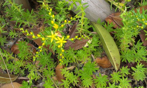 Sedum mexicanum