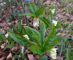 Cardamine enneaphyllos