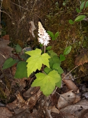 Tiarella nautila
