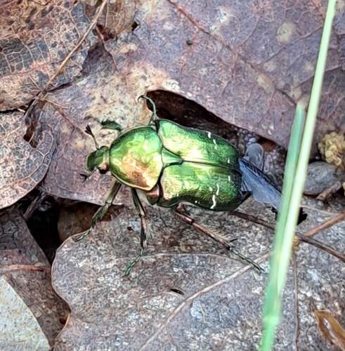 European Rose Chafer