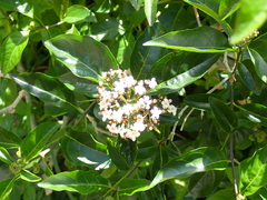 author not stated, no rights reserved Volkameria glabra, photograph author not stated, no rights reserved