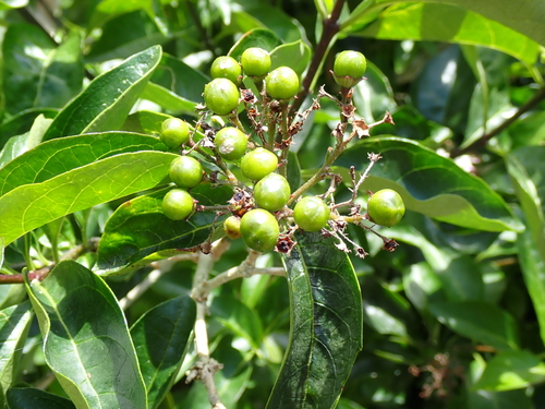 Volkameria glabra, photograph 4
