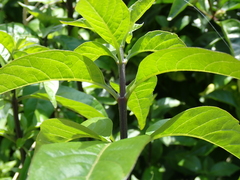 author not stated, no rights reserved Volkameria glabra, photograph author not stated, no rights reserved