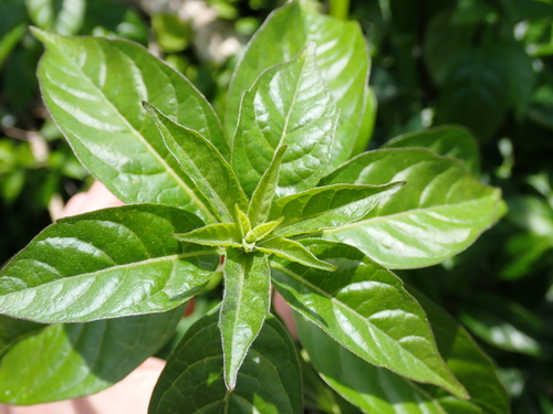Volkameria glabra, photograph 6