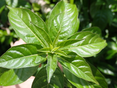 Volkameria glabra, photograph author not stated, no rights reserved