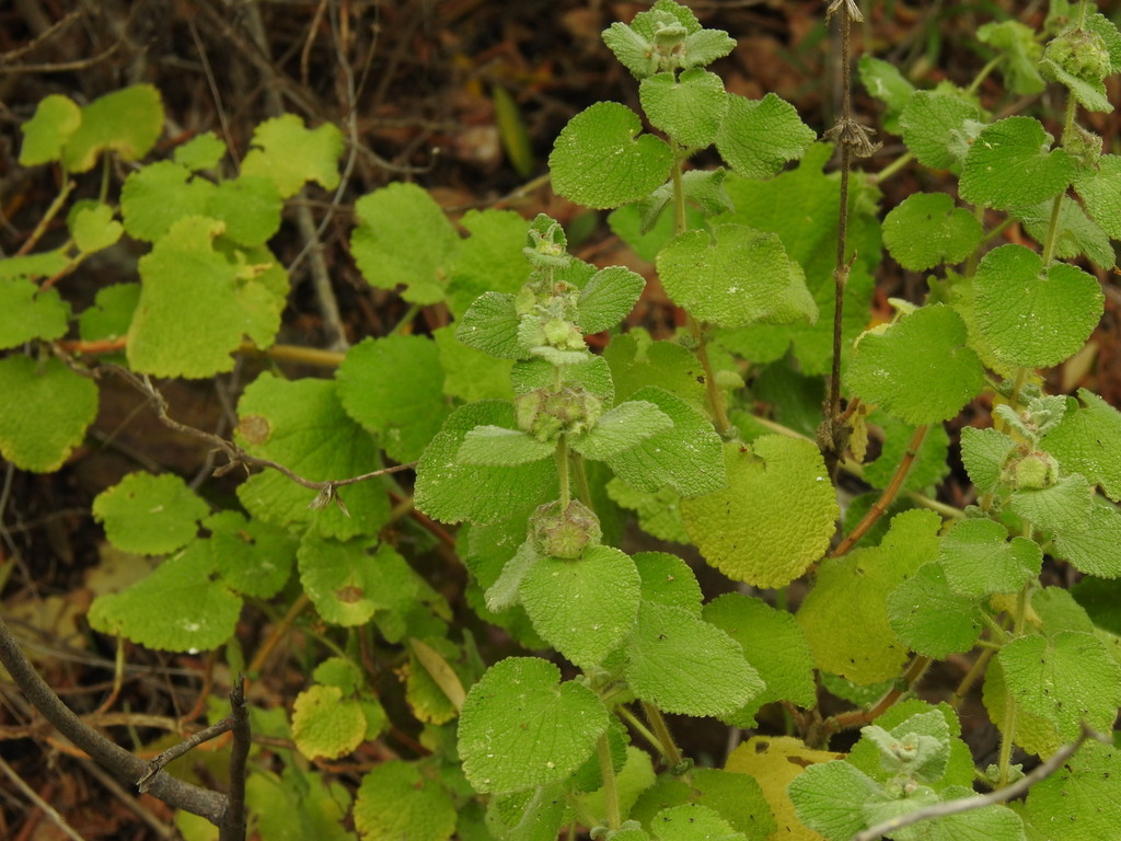 Pseudodictamnus hirsutus; photograph (c) Duarte Frade, some rights reserved (CC BY)