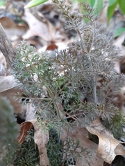 Foeniculum vulgare dulce