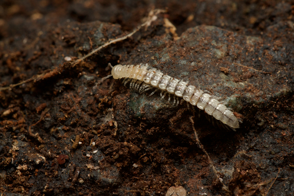 Polydesmus barberii