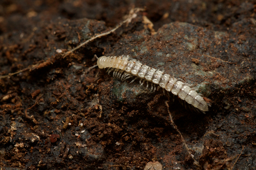 Polydesmus barberii