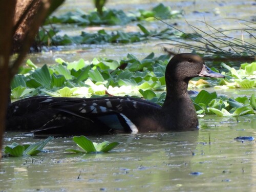 iNaturalist image