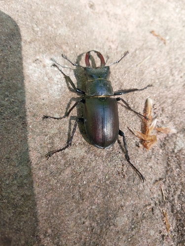 Lucanus cervus