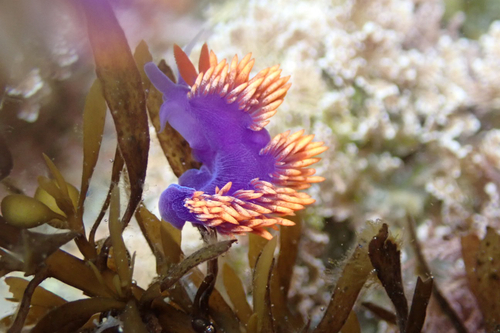 Flabellinopsis iodinea