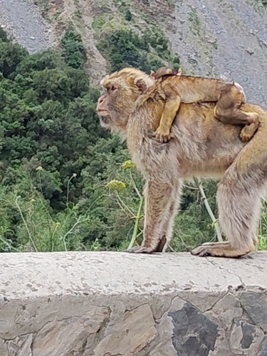 Barbary Macaque