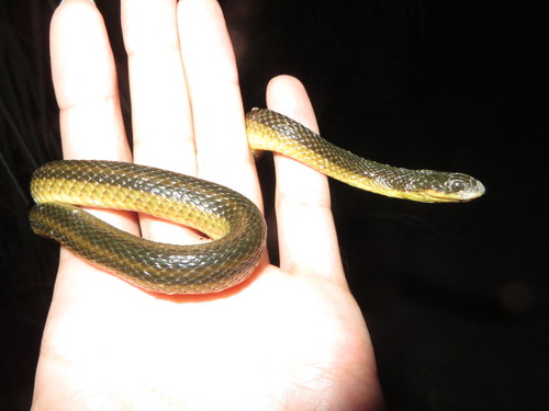 Liodytes alleni