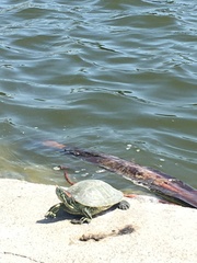 Trachemys scripta elegans