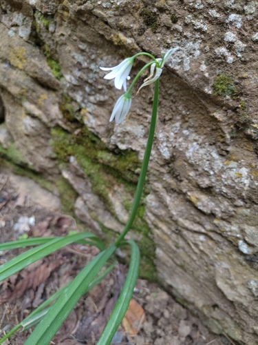Three-cornered garlic