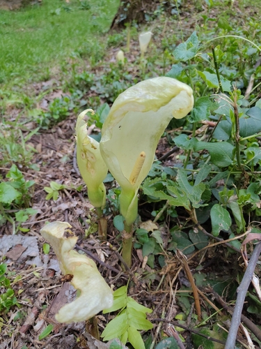Italian arum