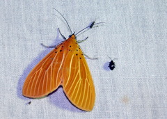 Asota egens