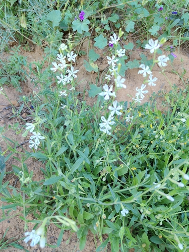 Night-flowering Catchfly