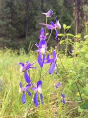 Delphinium sutherlandii