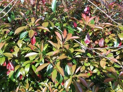 Photinia × fraseri