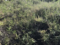 Ambrosia ambrosioides