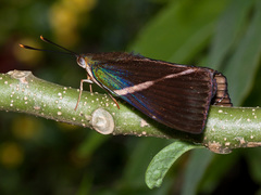 Castniidae