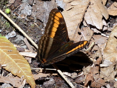 Adelpha tracta