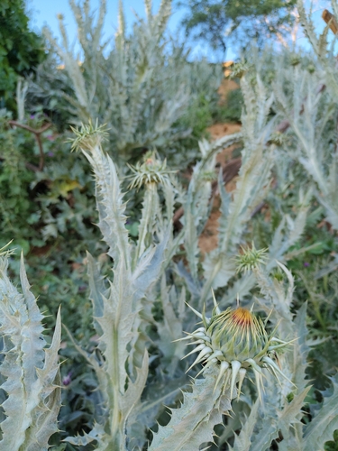 Onopordum macracanthum