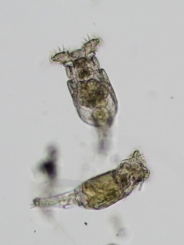 Philodina megalotrocha