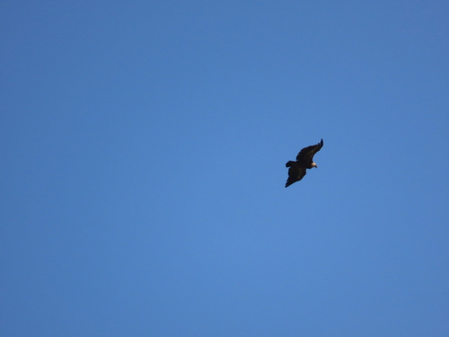 Avistamiento Buitre leonado (Sierra Nevada)
